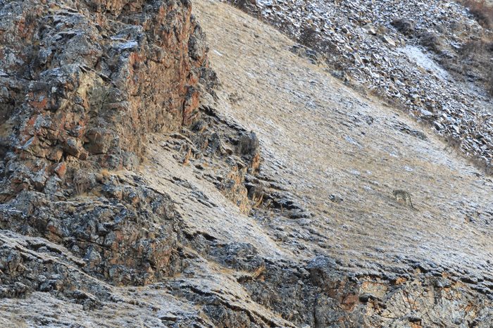 WILD Camouflaged Snow Leopard (Panthera Uncia) in Tibet resting on a mountain side