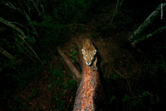 Jaguar