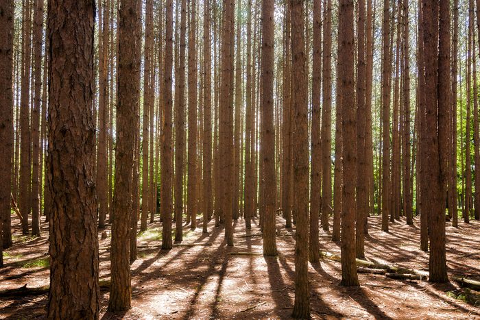 Looking at a stand of tall pine trees. Located at Oak Openings Ohio at a place known as "The Spot".