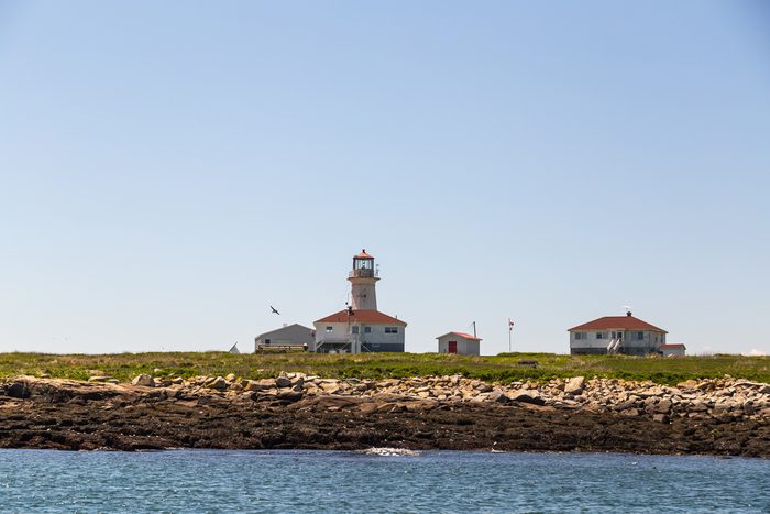 Many seabirds on rocks of Machias Seal Island Light, one of few lighthouses still staffed by Light Keepers. It is a preserve for nesting seabirds.