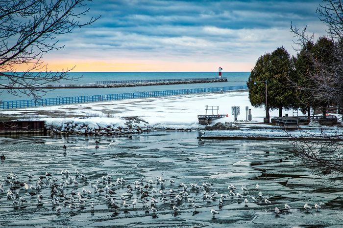 Seagulls sitting on the ice in the harbor at Two Rivers, Wisconsin.