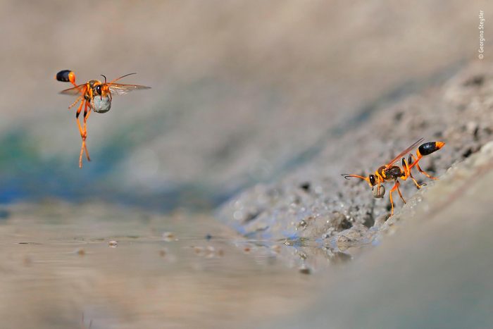 Wasps