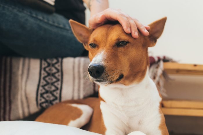 dogs that don't bark