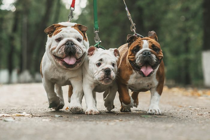 small dogs that don't bark