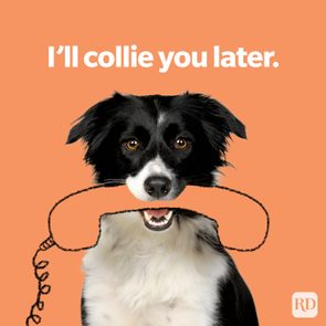 Dog holds cartoon telephone, smiling, against an orange background. Text above reads, 