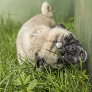 A small dog chews on grass beside a green wall, surrounded by tall, lush greenery.