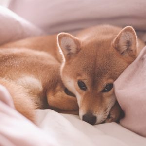 Dog resting nestled in soft beige blankets, appearing cozy and relaxed, in a warm indoor setting.