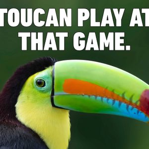 Toucan with colorful beak sits calmly, vibrant plumage contrasting with green background. Text above reads: 