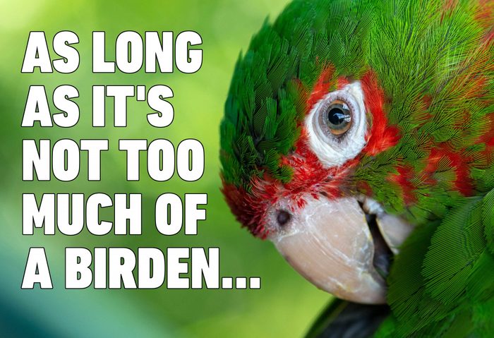 parrot