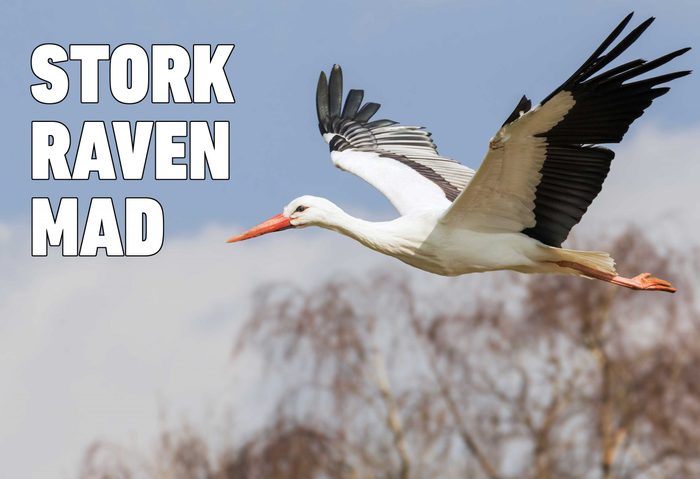 stork