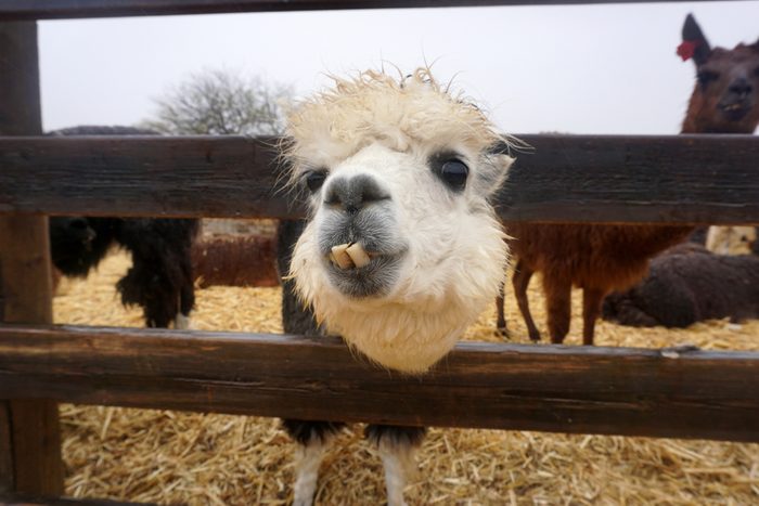 fanny alpaca farm in Mitzpe Ramon. Israel