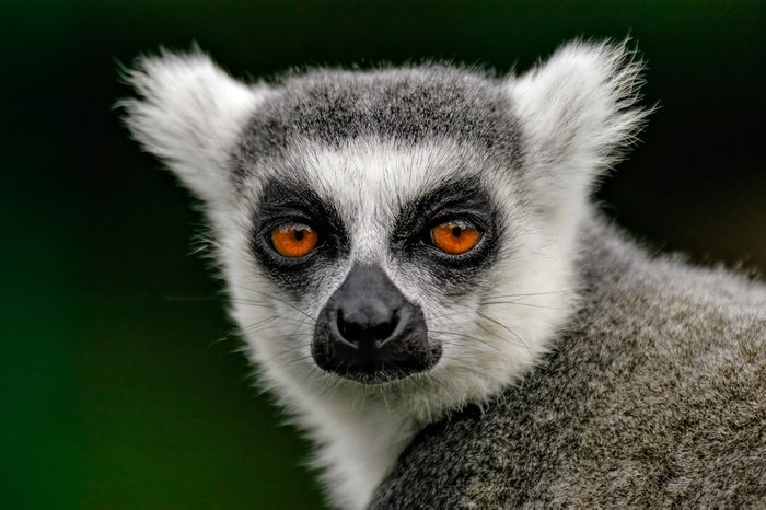 Ring-tailed Lemur (Lemur catta)