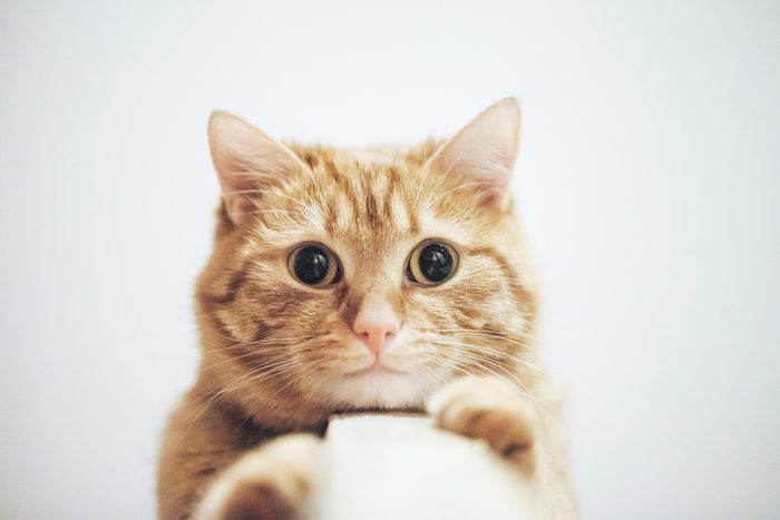Ginger Cat at the Top of the Door