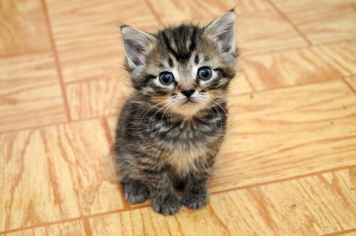 a cute small kitten looking at the camera sitting in a hallway
