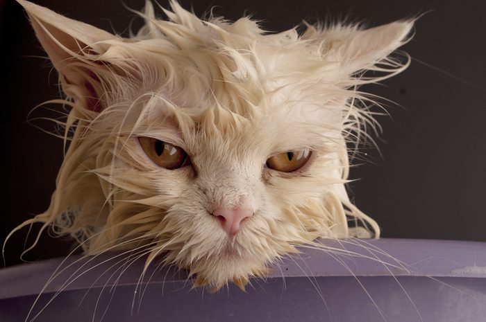 Dirty wet cat