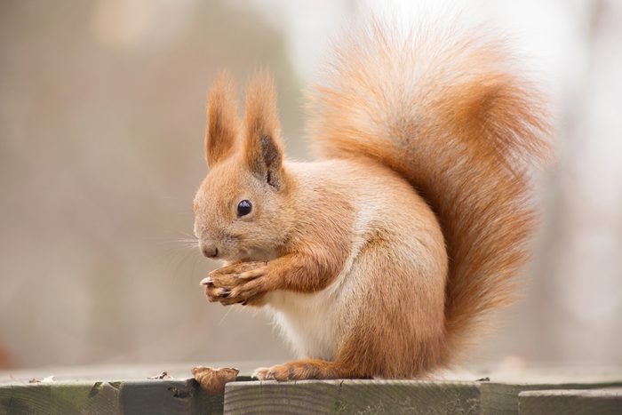 red squirrel eating a walnut