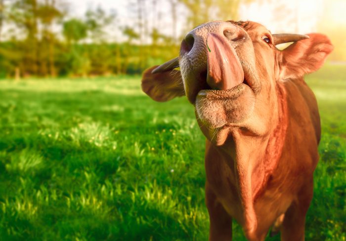 Funny animal image with a cute orange baby cow, looking at the camera while sticking its tongue out, in a green field, on a sunny day of spring.