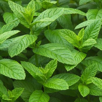 Green mint leaves grow closely together, filling the frame with their vibrant texture in a lush garden setting.