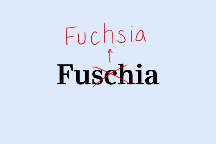 Fuchsia