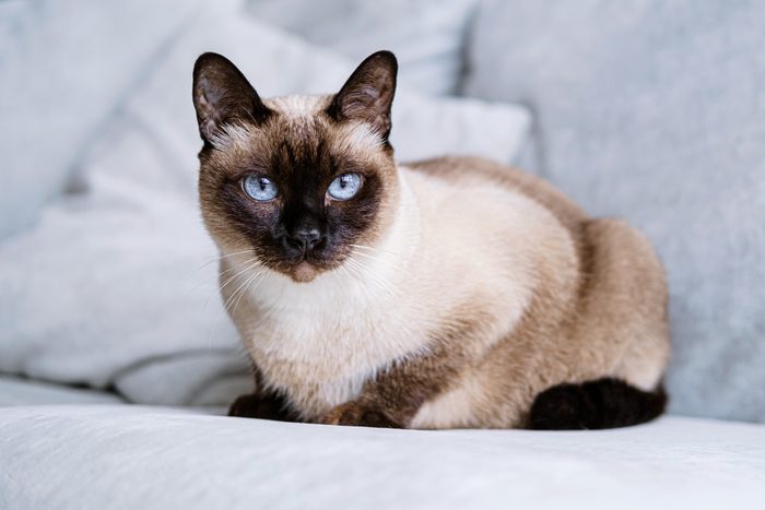 Siamese Cat