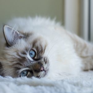 Fluffy cat rests on soft surface, gazing with bright blue eyes, near a window that allows natural light to filter through.