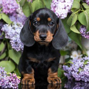 Puppy sitting amid purple lilacs, surrounded by lush green leaves and white blossoms.