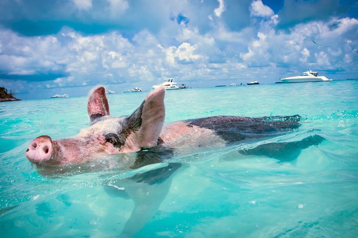 The Swimming Pigs of the Bahamas