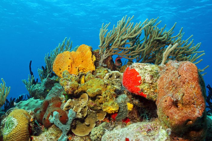 Corals against Surface, Cozumel, Mexico