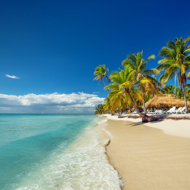 Palm trees line a sandy beach with gentle waves lapping the shore under a clear blue sky.