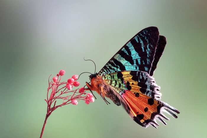 Madagascan Sunset Moth (Chrysiridia rhipheus) , One of world's most impressive coloful and beautiful with iridescent parts of the wings. Selective focus, blurred nature green background. Butterfly