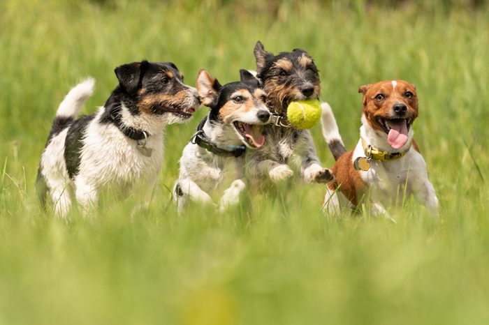 Many dogs run and play with a ball in a meadow - a cute pack of Jack Russell Terriers