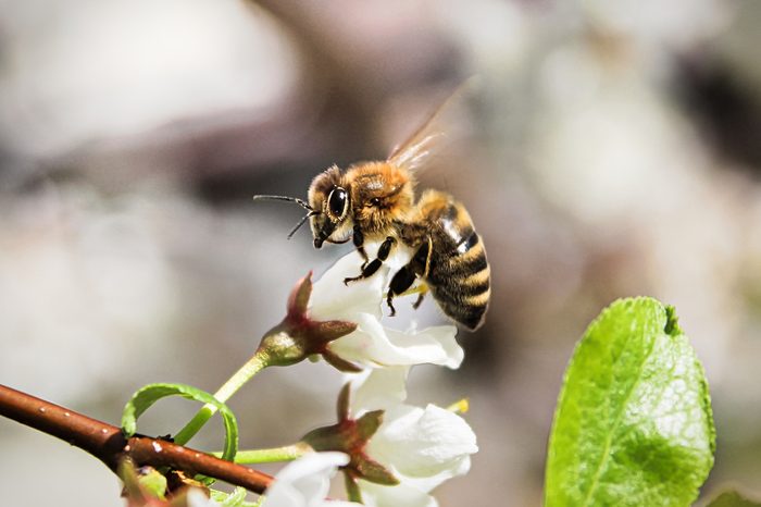 Macro of a bee sitting on an unopened blossom