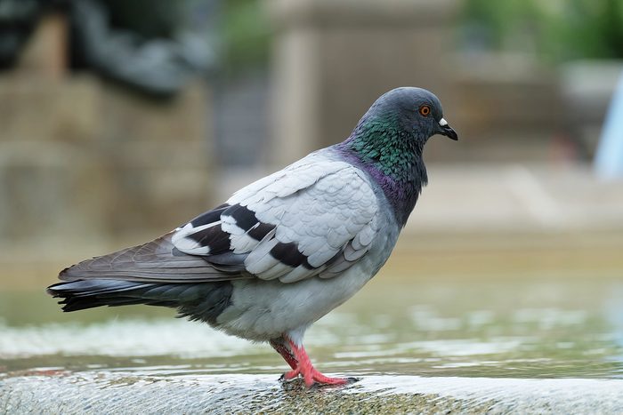 Funny bird standing and relaxing in Barcelona,spain.