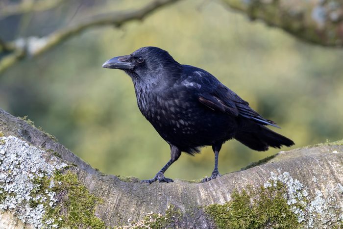 Carrion Crow Close-up