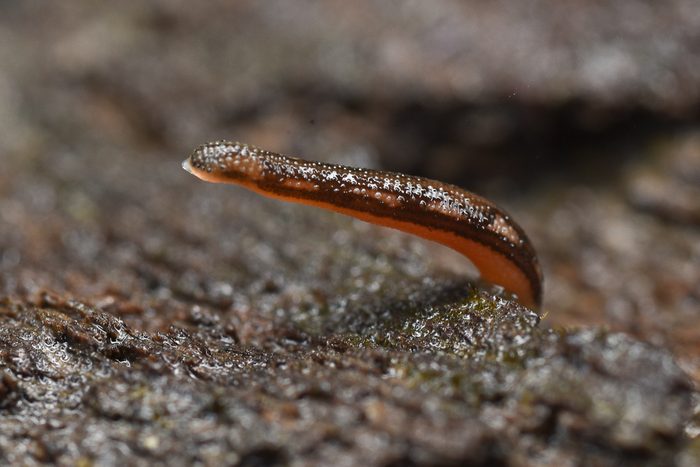 Leech of borneo