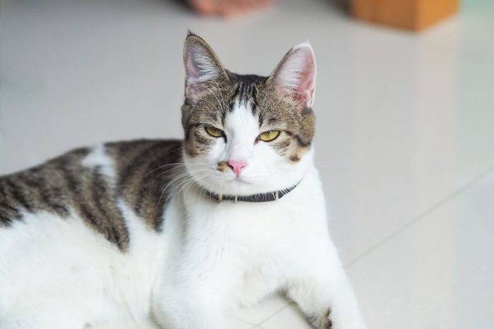 cute cat squint eyes with curious