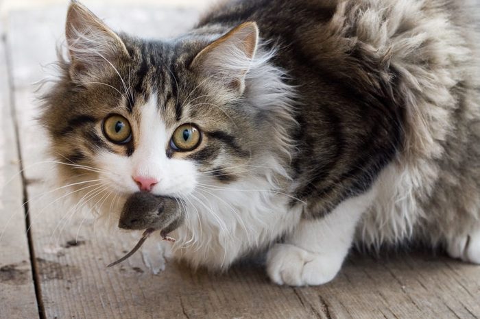 Cat and mouse