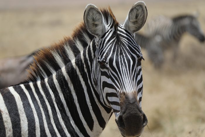 Zebra at Tanzania lake Manyara national park