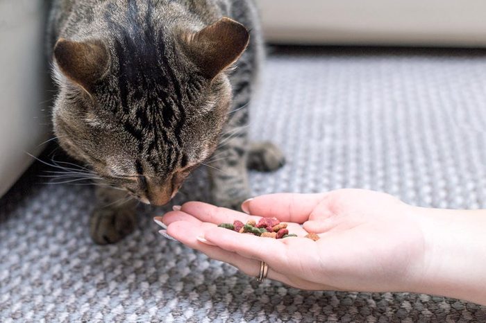 woman is feeding cat, cat eats from hands of girl