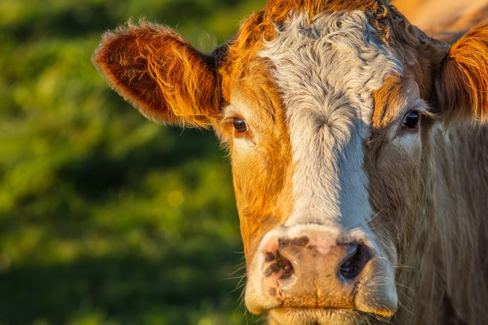Young european cows and calves in free nature