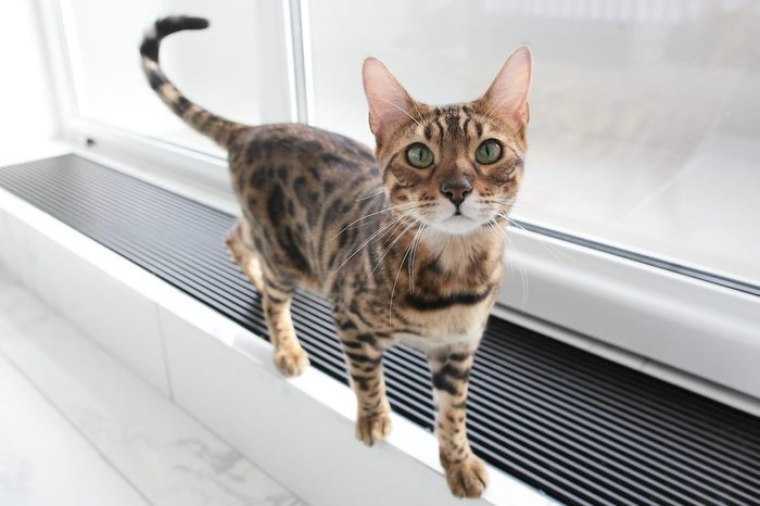 funny young cat with green eyes in white room