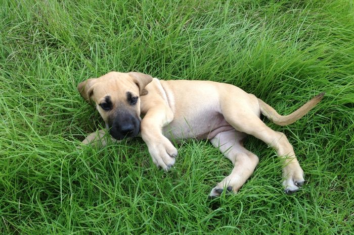 great dane puppy.