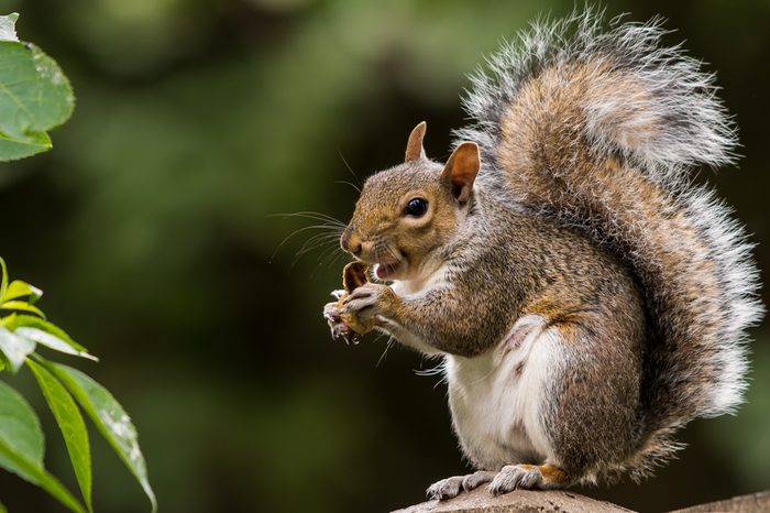 grey squirrel eating nut