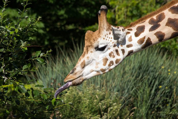 Giraffe