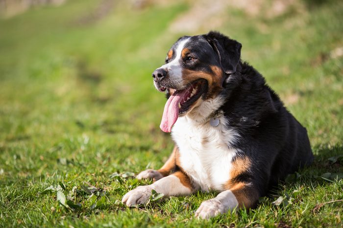 Bernese Mountain Dog