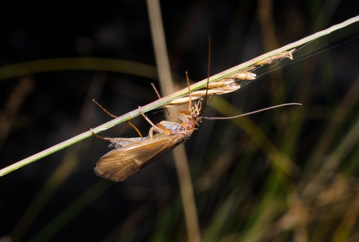 diagonal caddis fly