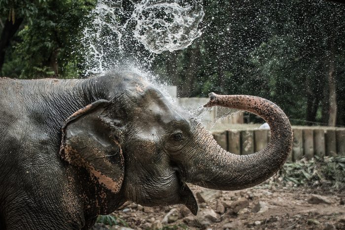 Thai elephant daily bath