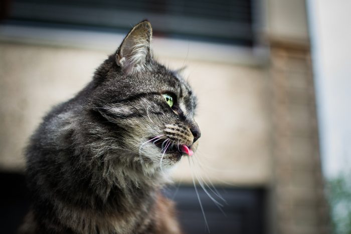 Cat outdoor in nature.