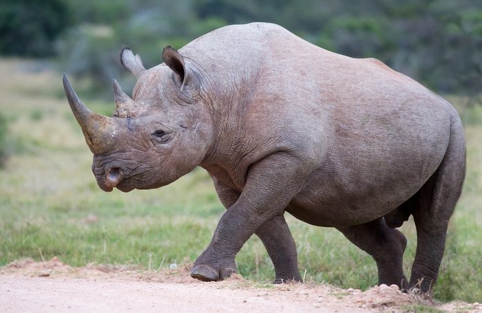 Large male black rhino peering out from between the bushes