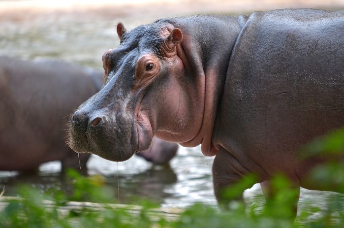 Hippo